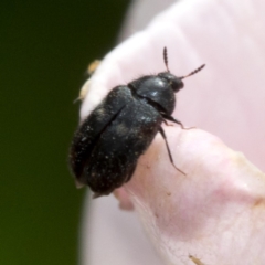 Dermestidae sp. (family) (Dermestid, carpet or hide beetles) at Spence, ACT - 2 Nov 2019 by JudithRoach