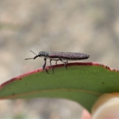 Rhinotia filiformis (A belid weevil) at Dunlop, ACT - 1 Nov 2019 by CathB