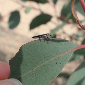 Rhinotia filiformis at Dunlop, ACT - 2 Nov 2019