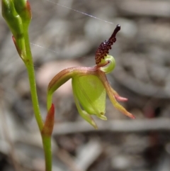 Caleana minor (Small Duck Orchid) at Aranda, ACT - 2 Nov 2019 by CathB