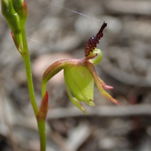 Caleana minor at Aranda, ACT - suppressed