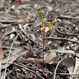 Caleana minor at Aranda, ACT - suppressed