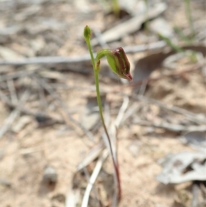 Caleana minor at Aranda, ACT - suppressed