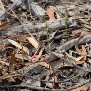 Caleana minor at Aranda, ACT - suppressed