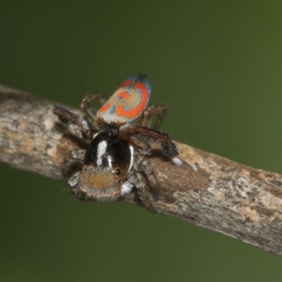 Maratus pavonis (Dunn's peacock spider) at Higgins, ACT - 2 Nov 2019 by AlisonMilton