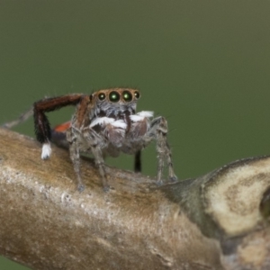 Maratus pavonis at Higgins, ACT - 2 Nov 2019