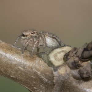 Maratus pavonis at Higgins, ACT - 2 Nov 2019