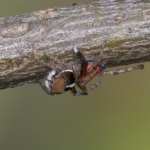 Maratus pavonis at Higgins, ACT - 2 Nov 2019