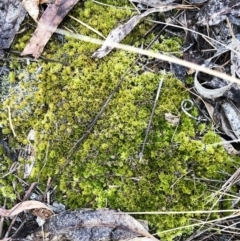 Unidentified Moss, Liverwort or Hornwort at Garran, ACT - 2 Nov 2019 by ruthkerruish