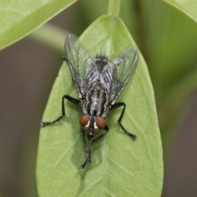 Sarcophagidae (family) (Unidentified flesh fly) at Higgins, ACT - 2 Nov 2019 by AlisonMilton