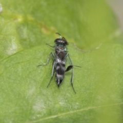 Eupelmidae (family) (Eupelmid wasp) at Higgins, ACT - 3 Nov 2019 by AlisonMilton