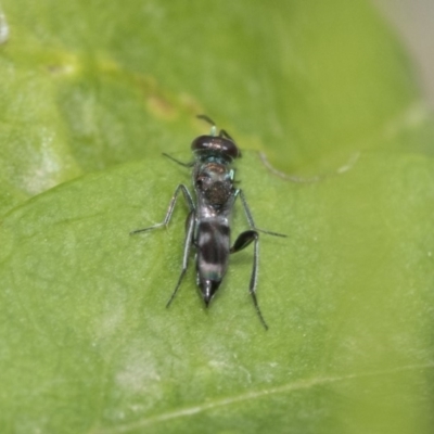 Eupelmidae (family) (Eupelmid wasp) at Higgins, ACT - 2 Nov 2019 by AlisonMilton
