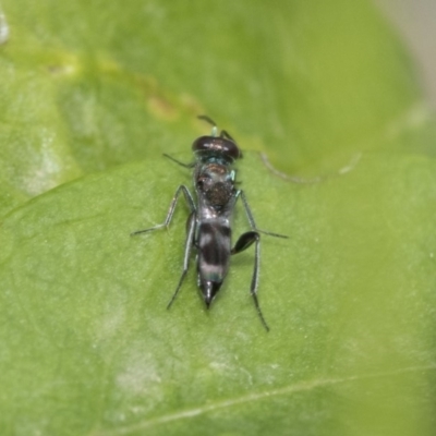 Eupelmidae (family) (Eupelmid wasp) at Higgins, ACT - 3 Nov 2019 by AlisonMilton