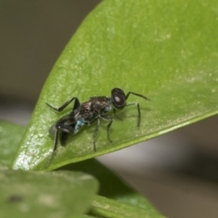 Eupelmidae (family) at Higgins, ACT - 3 Nov 2019 07:44 AM