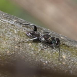 Eupelmidae (family) at Higgins, ACT - 3 Nov 2019 07:44 AM