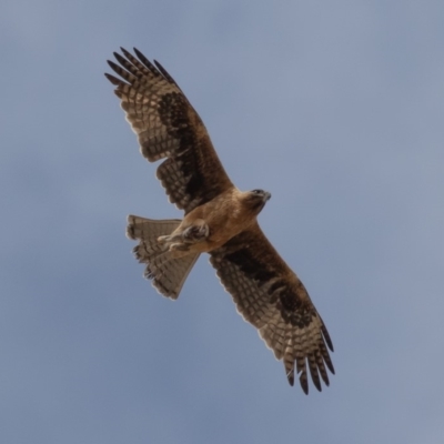 Hieraaetus morphnoides (Little Eagle) at Symonston, ACT - 2 Nov 2019 by rawshorty