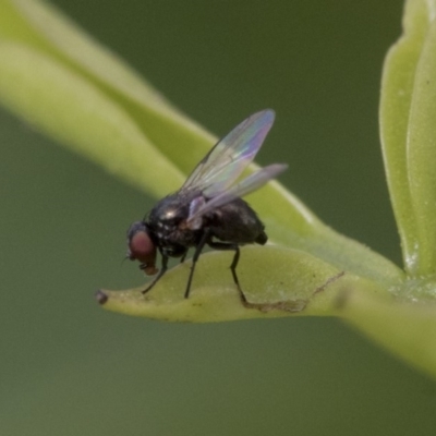 Diptera (order) (Fly - Unidentified) at Higgins, ACT - 2 Nov 2019 by AlisonMilton