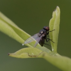 Diptera (order) at Higgins, ACT - 3 Nov 2019 08:09 AM