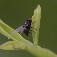 Diptera (order) at Higgins, ACT - 3 Nov 2019 08:09 AM