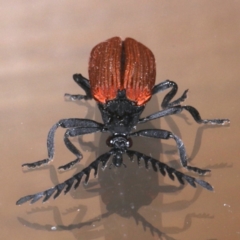 Porrostoma rhipidium (Long-nosed Lycid (Net-winged) beetle) at Ainslie, ACT - 30 Oct 2019 by jb2602