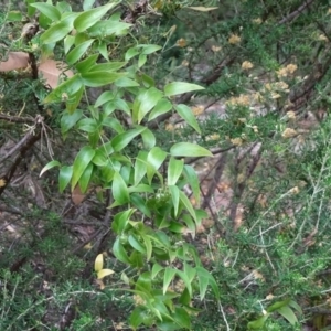 Asparagus asparagoides at Campbell, ACT - 3 Nov 2019