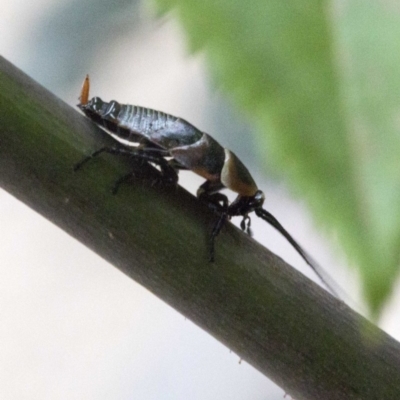 Ellipsidion australe (Austral Ellipsidion cockroach) at Spence, ACT - 3 Nov 2019 by JudithRoach