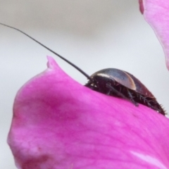 Ellipsidion australe at Spence, ACT - 3 Nov 2019 01:22 PM