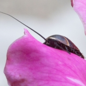 Ellipsidion australe at Spence, ACT - 3 Nov 2019