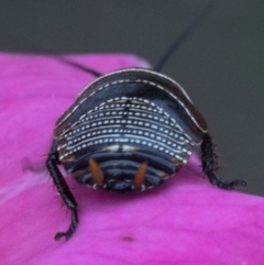 Ellipsidion australe at Spence, ACT - 3 Nov 2019 01:22 PM