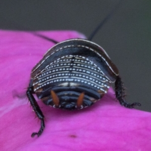 Ellipsidion australe at Spence, ACT - 3 Nov 2019 01:22 PM