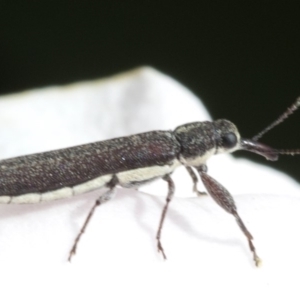 Rhinotia filiformis at Spence, ACT - 3 Nov 2019