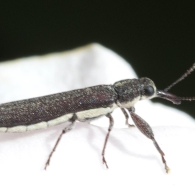 Rhinotia filiformis (A belid weevil) at Spence, ACT - 2 Nov 2019 by JudithRoach