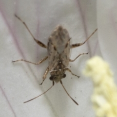 Nysius vinitor (Rutherglen bug) at Spence, ACT - 3 Nov 2019 by JudithRoach