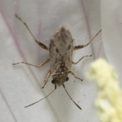 Nysius vinitor (Rutherglen bug) at Spence, ACT - 3 Nov 2019 by JudithRoach