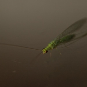 Chrysopidae (family) at Murrumbateman, NSW - 2 Nov 2019