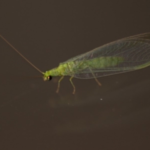 Chrysopidae (family) at Murrumbateman, NSW - 2 Nov 2019 08:27 PM