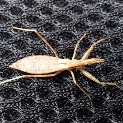 Dicrotelus prolixus (Assassin bug) at Bawley Point, NSW - 2 Nov 2019 by GLemann