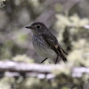 Petroica phoenicea at Mount Clear, ACT - 27 Oct 2019