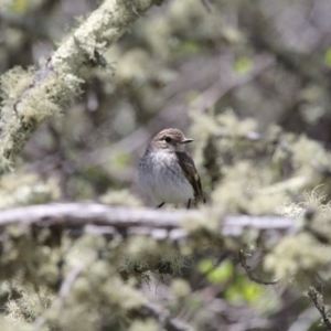 Petroica phoenicea at Mount Clear, ACT - 27 Oct 2019