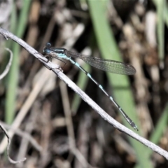 Austrolestes io (Iota Ringtail) at Mount Clear, ACT - 26 Oct 2019 by HarveyPerkins