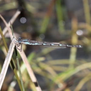 Austrolestes io at Mount Clear, ACT - 27 Oct 2019