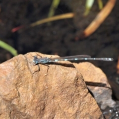 Austrolestes io (Iota Ringtail) at Mount Clear, ACT - 27 Oct 2019 by HarveyPerkins