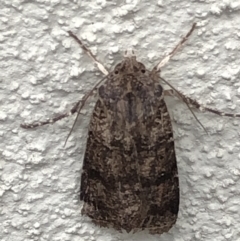 Noctuidae (family) (A cutworm or owlet moth) at Monash, ACT - 3 Nov 2019 by jackQ