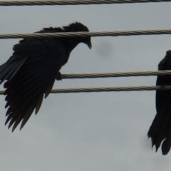 Eudynamys orientalis (Pacific Koel) at Wanniassa, ACT - 3 Nov 2019 by jksmits