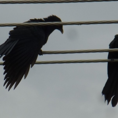 Eudynamys orientalis (Pacific Koel) at Wanniassa, ACT - 3 Nov 2019 by jks