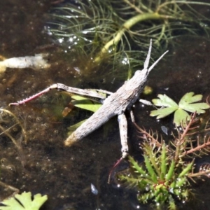 Coryphistes ruricola at Mount Clear, ACT - 27 Oct 2019 12:54 PM