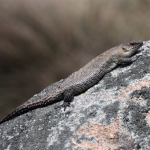 Egernia cunninghami at Mount Clear, ACT - 27 Oct 2019