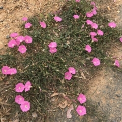 Convolvulus angustissimus subsp. angustissimus (Australian Bindweed) at Mitchell, ACT - 3 Nov 2019 by walter