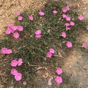 Convolvulus angustissimus subsp. angustissimus at Mitchell, ACT - 3 Nov 2019 12:19 PM