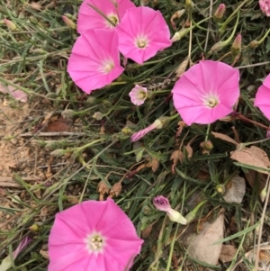 Convolvulus angustissimus subsp. angustissimus at Mitchell, ACT - 3 Nov 2019 12:19 PM